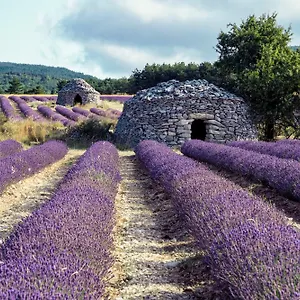 Le Cabanon Des Lavandes Entre Mont Ventoux Et Luberon Hébergement de vacances Sault